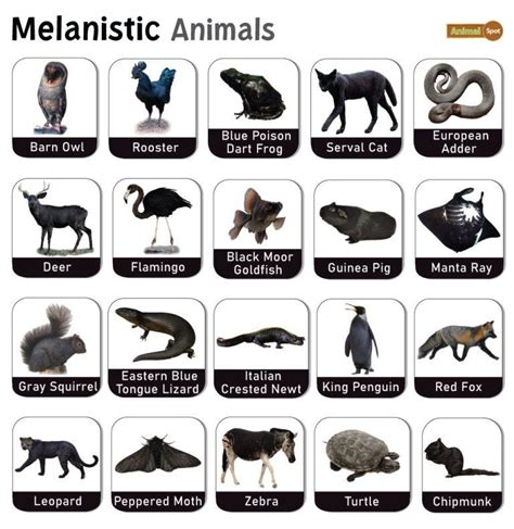 Exploring the World of Black Animals: Beauty in Darkness