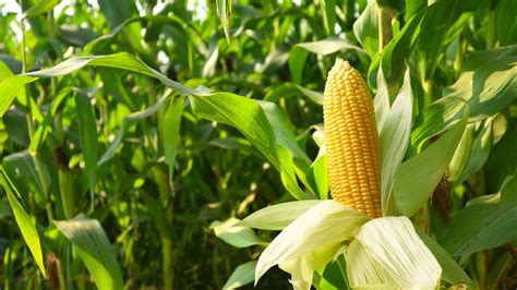 Exploring the Global Cultivation and Importance of Corn