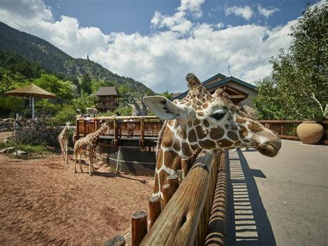 Cheyenne Mountain Zoo: Your Ultimate Colorado Springs Wildlife Adventure