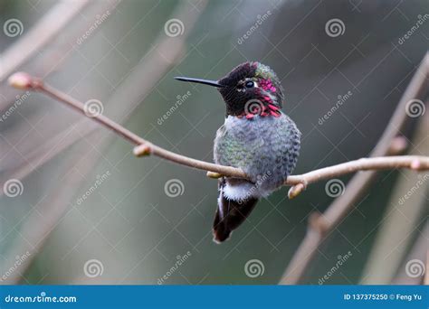 Stunning Anna's Hummingbird Images: A Visual Journey