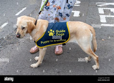 Blind Dog and Guide Dog: A Journey of Unconditional Love and Loyalty