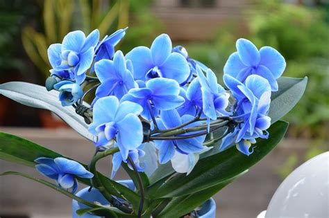 Where to Buy Blue Orchids: Your Guide to Finding Enchanting Blooms