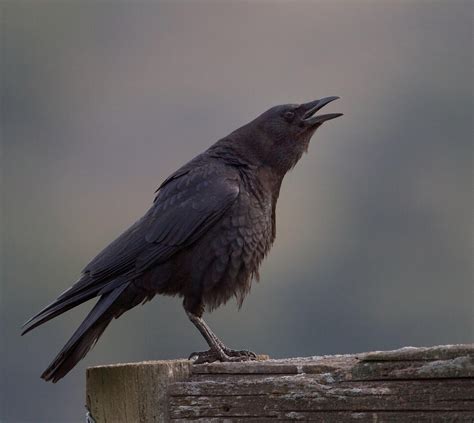 Unraveling the Mystery: Locating the Elusive Crow