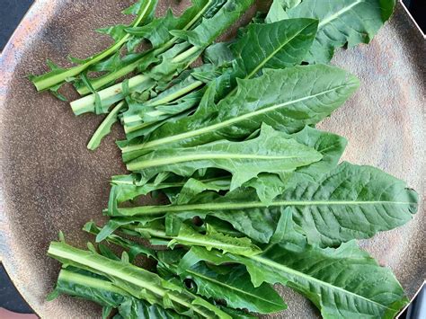 Harvesting Nature's Bounty: Your Guide to Finding Dandelion Greens