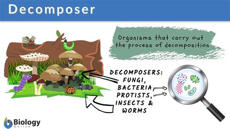 Unveiling Decomposers: Nature's Essential Recyclers