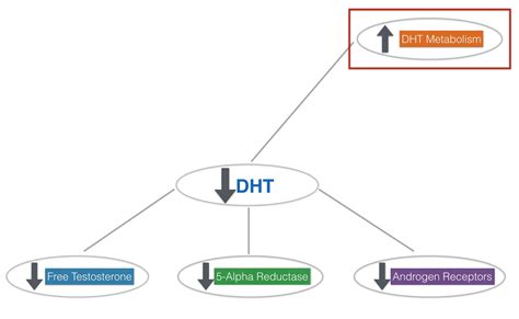 Natural Strategies to Enhance Your DHT Levels