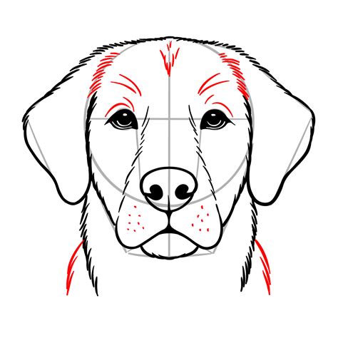 Mastering the Art: A Step-by-Step Guide to Drawing a Dog's Face