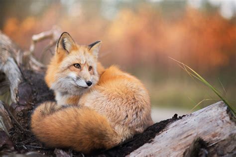 Charming Fox Coloring Pages: Unleash Your Creativity