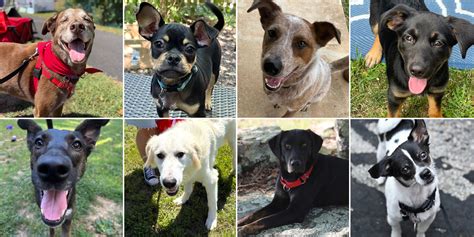 Friends of Homeless Animals: Uniting for a Compassionate Cause