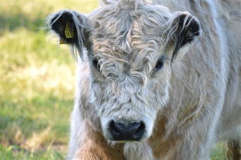 Unveiling Galloway: Scotland's Enchanting Southwestern Region