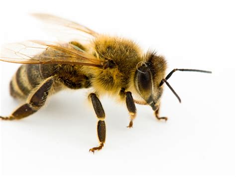 Humane Honeybee Removal: A Comprehensive Guide