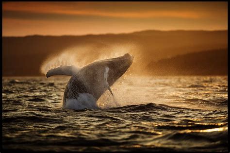 The Majestic Size of Humpback Whales: Giants of the Ocean Depths