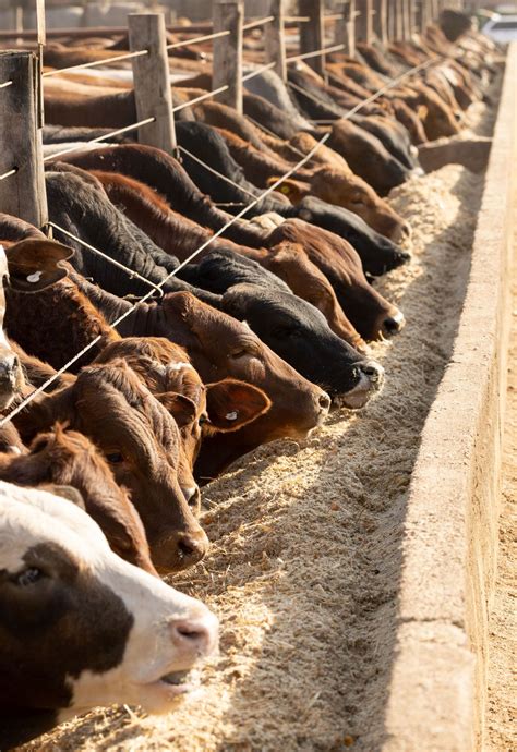 The Enduring Definition of Livestock: Companions, Sustenance, and Economic Pillars
