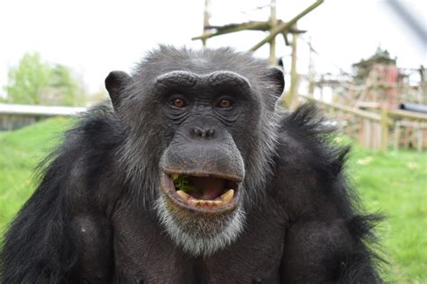 Map To Monkey World: Your Essential Guide to Dorset's Ape Rescue Centre