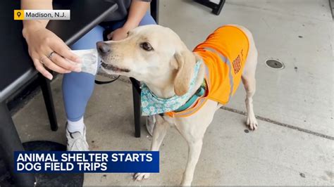 Morris County Animal Shelter: A Haven for Homeless Pets