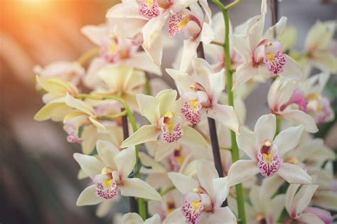 How to Care for Orchids: A Beginner's Guide to Thriving Blooms