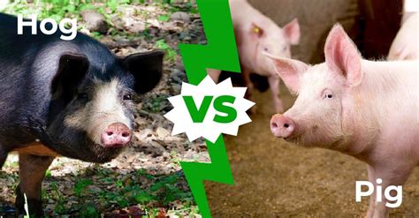 Pig vs Hog: Unraveling the Swine Mystery