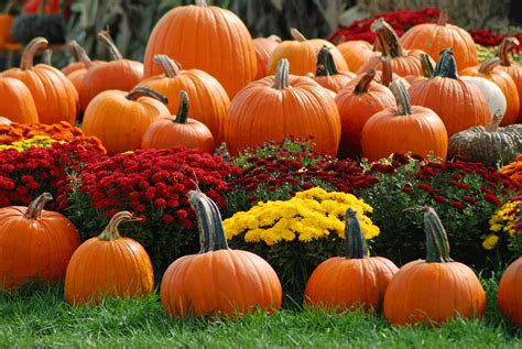 Pumpking Pache Wallpaper: A Festive Visual Delight for Your Screen