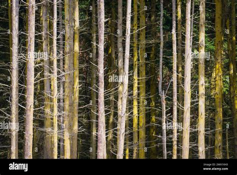 Exploring the Treeline in USA: A Journey Through Alpine Ecosystems