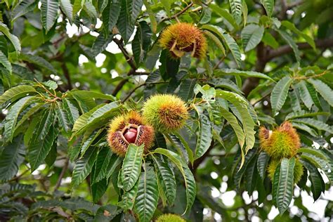 Exploring the Natural Habitats of Chestnuts: A Global Journey