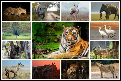 Unveiling the Majestic Wildlife of the United States