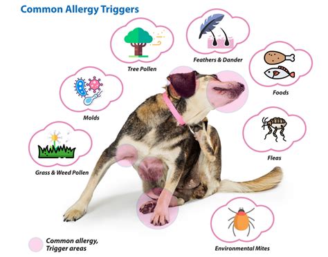 Effective Strategies for Allergy Relief: Your Guide to Feeling Better
