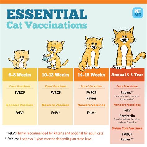 Protecting Your Feline Friend: Where to Get Cat Vaccinations