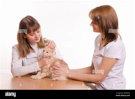 Ensuring Safe Sedation: Always Consult Your Veterinarian for Cat Care