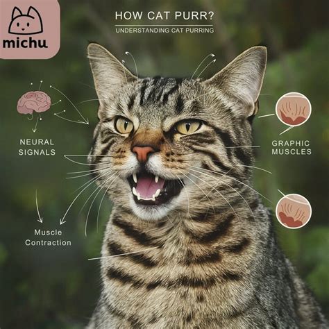 Unveiling the Mystery: What Does a Loud Cat Purr Truly Signify?