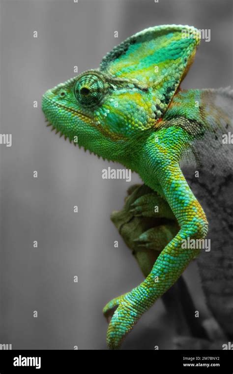 The Enigmatic World of Color-Changing Lizards