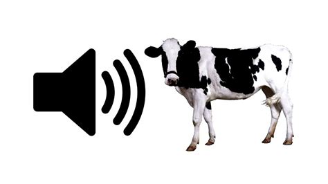 Unveiling the Language of the Herd: A Deep Dive into Cow Audio