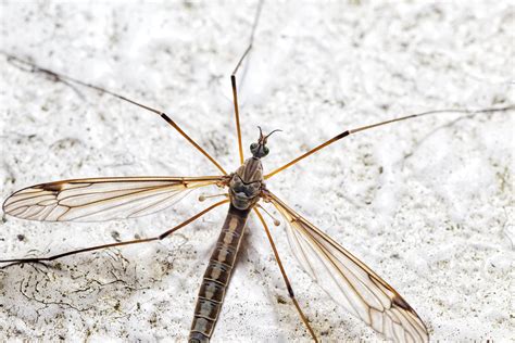 Eliminate Crane Flies: Your Ultimate Guide to a Pest-Free Home and Garden