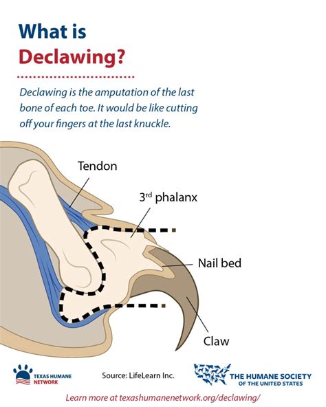 Understanding the Cost of Declawing a Kitten: What to Expect