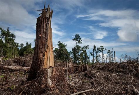 Understanding Deforestation: Causes, Impacts, and Solutions