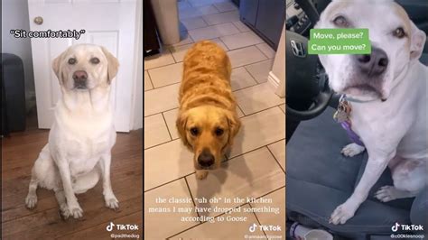Decoding Your Dog's Behavior: Why Does My Dog Sit On You?