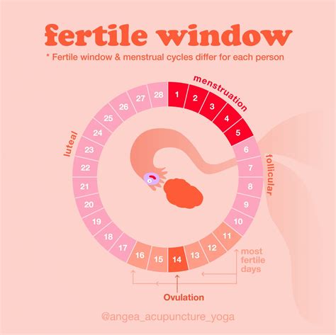 Understanding Your Fertility Window: When Can You Get Pregnant?