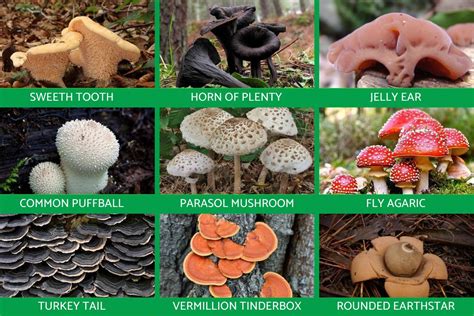 Embark on a Fungi Foraging Adventure
