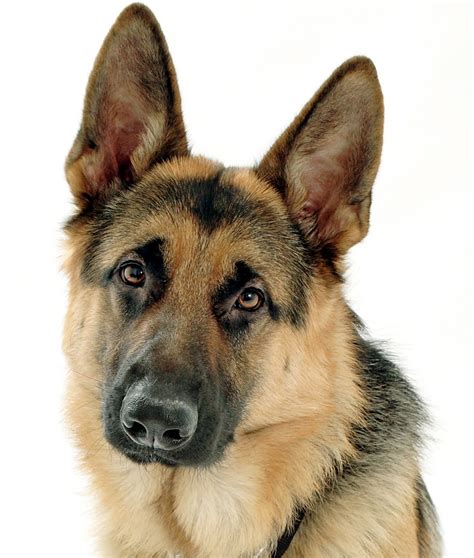 German Shepherd Dog: A Loyal, Intelligent, and Versatile Companion