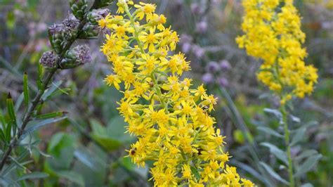 Discovering the Radiant Beauty of the Goldenrod Plant