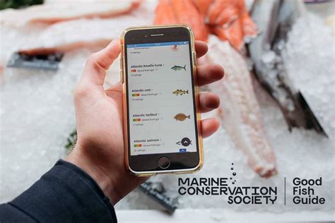 The Essential Guide to Sustainable Fish Choices