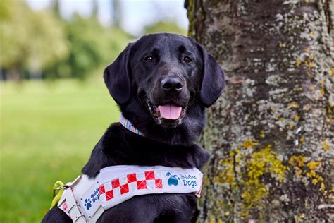 Guide Dogs Adoption UK: A Journey of Independence and Companionship