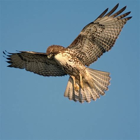 Unveiling the Majesty of Hawks: Life, Hunt, and Survival