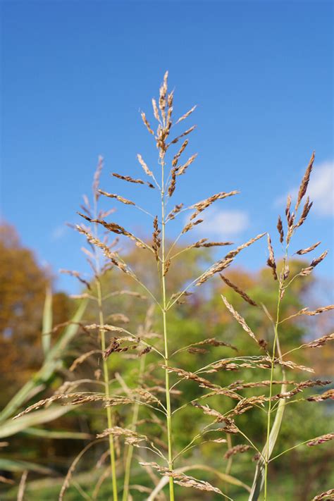 Reclaiming Your Garden: The Ultimate Guide to Eradicating Johnson Grass