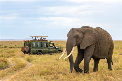 Kenya's Best Safari Adventures: An Unforgettable Wildlife Journey