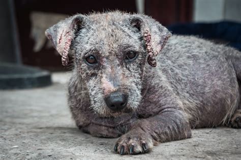 Recognizing Mange in Dogs: A Visual Guide to Symptoms