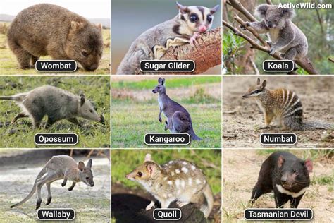 The Resilient Journey: Discovering Marsupials in the USA