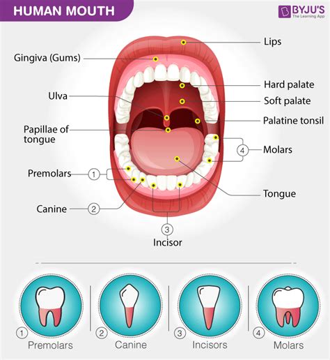 Crafting the Mouth in Infinite Craft: A Complete Recipe Guide