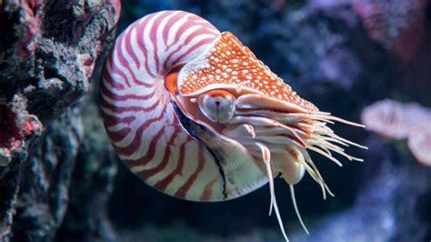 Discover Where to Witness the Majestic Nautilus, a Living Fossil