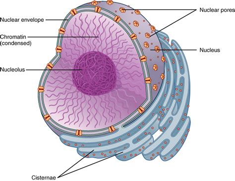 Unveiling the Enigma: Exploring the Nucleus