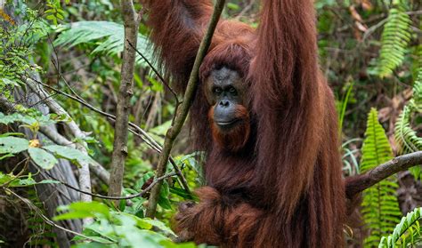 Where Do Orangutans Live? Unveiling Their Rainforest Homes in Borneo and Sumatra